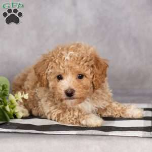 Hunter, Bich-Poo Puppy